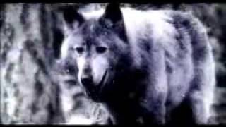 Watch Offertorium Die Sterne video