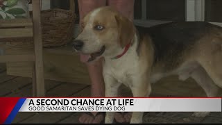 A Second Chance Wounded Dog Left For Dead Gets New Life From Good Samaritan