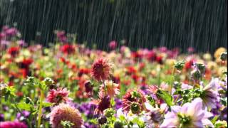 Watch Kaiser Chiefs Flowers In The Rain video
