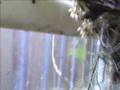 Maxillaria Cultivation | RM. Maxillaria Cultivation | RM.