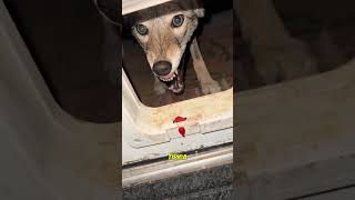 Coyote Sorpresa