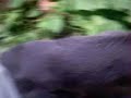 Russian Blue Cat