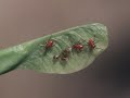 Boxelder Bugs