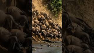The Unyielding Spirit Wildebeest Vs. Africas Deadliest Predators