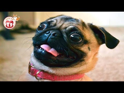 🐶 Cute Dogs and Cats Doing Funny Things 2018 🐕 #10 - Cute AZ