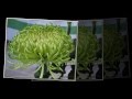 Вот такие вот цветы необычной красоты Вот такие вот цветы необычной красоты
