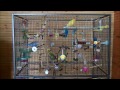 parakeet