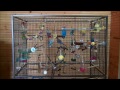 Parakeets Chirping Singing Kissing And Playing Around images Parakeets Chirping Singing Kissing And Playing Around