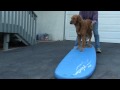 Dog surfing: Teach your dog to surf - Intermediate board work
