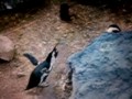 Real penguin noises