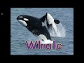 Wild animals. Animales salvajes o silvestres