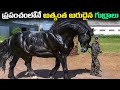 Rare horse breeds|Top 10 most powerful beautiful rare Horse breeds in the world.