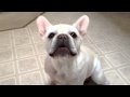French Bulldog talking about her problems