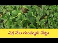 Erra nela gummadi /ఎర్ర నేల గుంమ్మడి /erra gummadi chettu