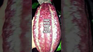 Kakaocoklat Merah Jumbo Hasil Okulasi