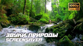 Живая Природа - Река В Лесу | Звуки Природы | Звуки Реки | Шум Воды | Антистресс | Отдых | Заставка