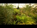 Orchideje, motýľe a tropický raj V Holandsku HD Orchideje, motýľe a tropický raj V Holandsku HD
