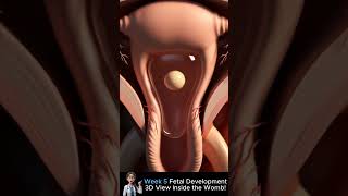 Week 5 Fetal Development 3D View Inside The Womb