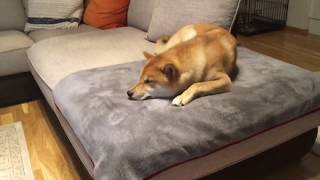 The dog is drugged with this piece of moose bone (Funny)