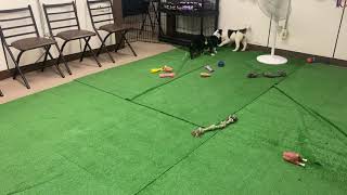 Mini Aussie Mix VS Border Collie Mix