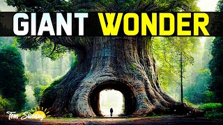 Jaw-Dropping Angel Oak Bigger Than You Think