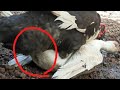 Muscovy Duck In Heat Hard Mating 2021