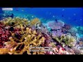 A Természet szól hozzád – Ian Somerhalder, a korallzátony