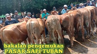 13Jt Net Bakalan Pengemukan Sapi Jantan Limosin Simental Pasar Sapi Tuban Terbaru