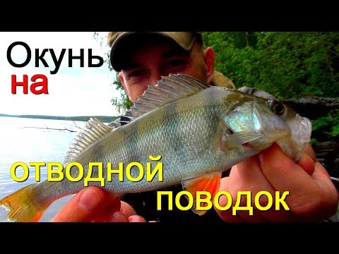 ловим окуня на отводной видео ловим окуня на отводной видео