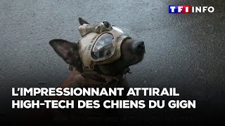 Limpressionnant Attirail High-Tech Des Chiens Du Gign