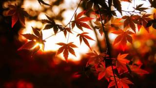 Watch Autumns Grey Solace Eternal Light video