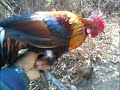 image Ayam Hutan Pikat Betina 52