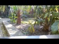 Fertilizing Palm Trees