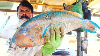 Beautiful Parrot Fish Cutting Skills | Fish Cutting Skills