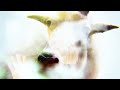 Shearwater - Breaking the Yearlings [HD]
