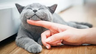 Cute Dogs and Cats Doing Funny Things 2019 - funny animals videos try not to laugh