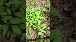Chilli Baby Plants