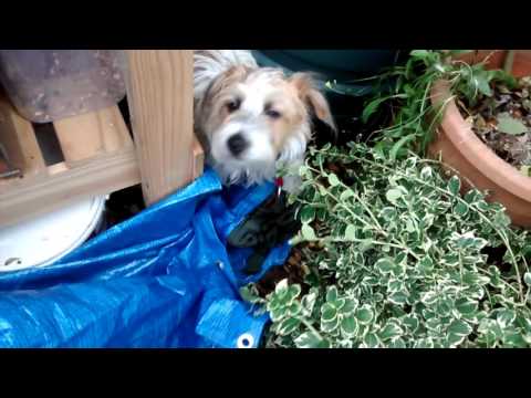 betty and the not-puppy run around
