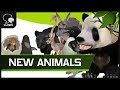 Mobile Animal Game, Wild Animals Online - New Animals Released