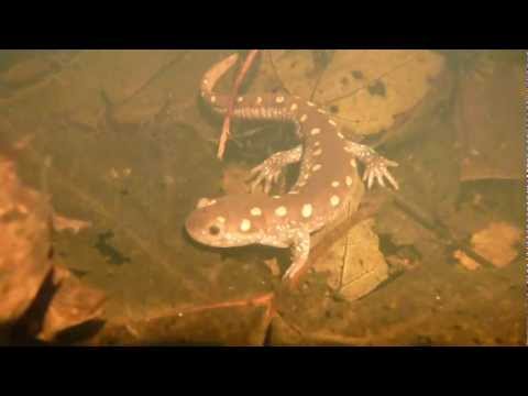Spotted Salamander Vernal Pool