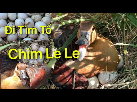Đi tìm tổ chim Le Le|cách thu hoạch trứng chim Le Le