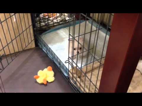 potty puppy apartment sparkle puppy apartment potty puppy apartment sparkle puppy apartment