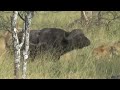 buffalo