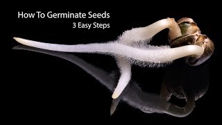 How To Germinate Seeds Fast 3 Simple Steps