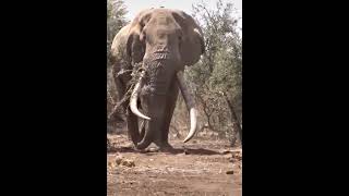 King Elephant