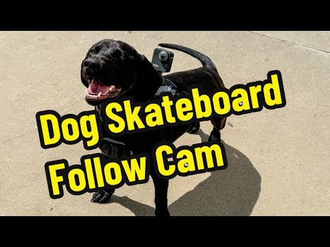 Doggy Cam X Skateboarding.  Dave the dog loves chasing skateboards with his Gopro