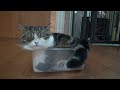 プラスチックな箱とねこ。-Plastic box and Maru.-