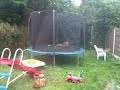 funny baby fox cubs playing on trampoline