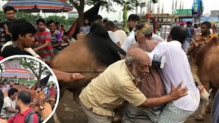 Aftabnogor Haat Er Chorom Pagla Goru Extreme Paglami Of Qurbani Bull Jjkh