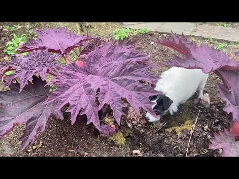 The English Nursery Garden Year...Week 15